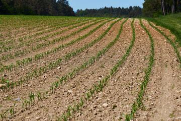 Fototapeta na wymiar Maize seedling in the agricultural field. Small shoots of corn plants in spring. Green rows of new seedlings