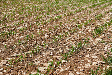 Maize seedling in the agricultural field.  Small shoots of corn plants in spring. Green rows of new seedlings
