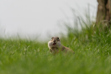 The European ground squirrel (Spermophilus citellus)