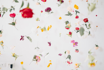 Floral pattern on white background levitating flowers.