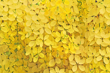 Fondo de flores amarillas