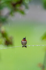 Ruby throated hummingbird perched on wire on rainy spring day