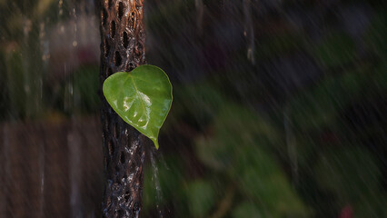 HOJA
