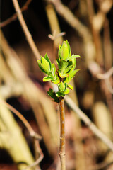 Un bourgeon de lilas au printemps