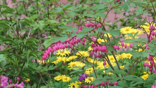 Flowering bleeding heart (Lamprocapnos spectabilis, syn. Dicentra spectabilis) plant with pink flowers in garden