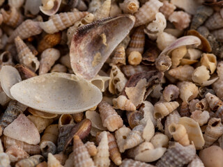 sea shore findings 