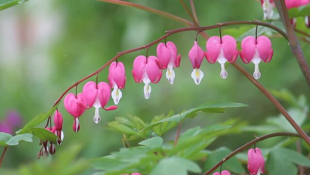 Pink flowers of bleeding heart (Lamprocapnos spectabilis, syn. Dicentra spectabilis) plant in garden