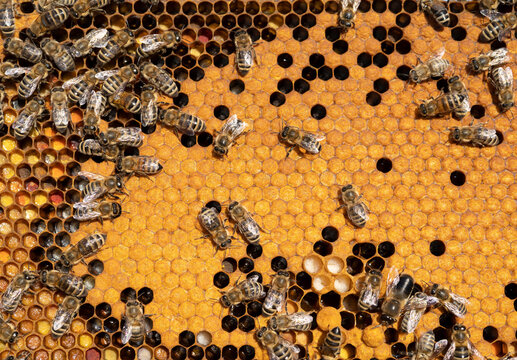 Fleißige Bienen arbeiten in ihrem Bienenstock. 