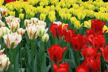 Obraz premium Field of colorful tulips during spring, Netherlands