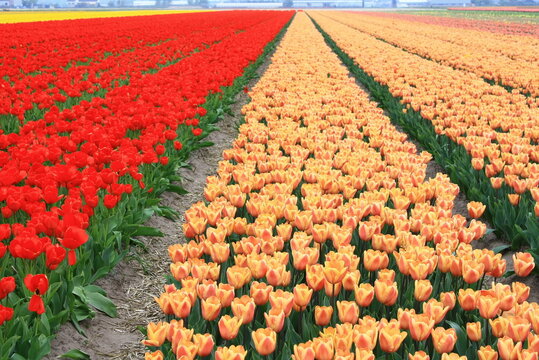 Tulip growing farm on a clear sunny day. Tulip flowers field. Beautiful tulip flower field landscape