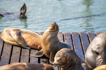 Sea Lions at pier in San Francisco.