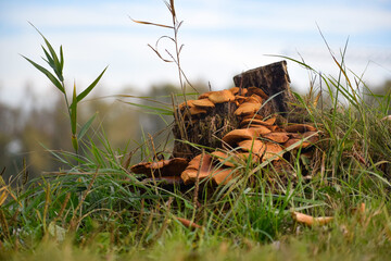 Mushrooms on the stump