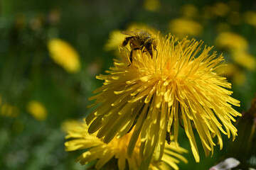 ape fiori miele 