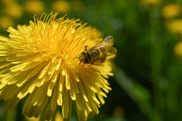 ape fiori miele 