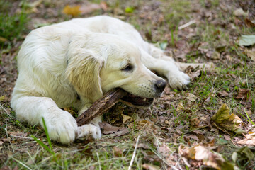 Naklejka na ściany i meble White colored golden retriever puppy biting a wooden stick
