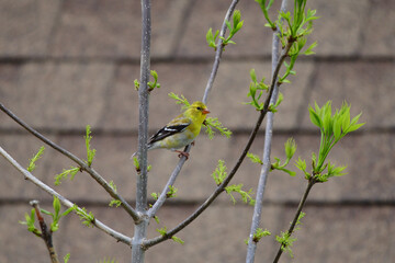 female American Goldfinch perched on a budding tree branch