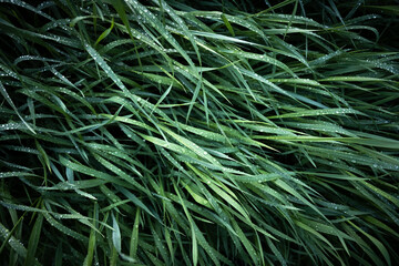 Naklejka na ściany i meble Fresh green grass with morning dew drops close up. Nature background