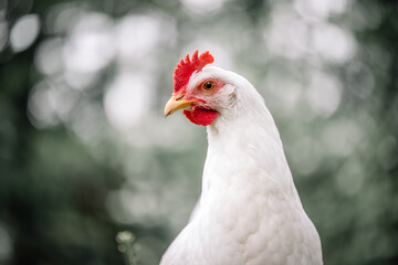 Free range white chicken leghorn breed in summer garden - obrazy, fototapety, plakaty