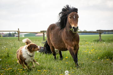 Hunde und Ponies spielen auf der Weide