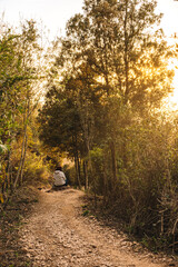 scenery of a path in the interior of the forest. leaves of different autumn colours, sun rays at...