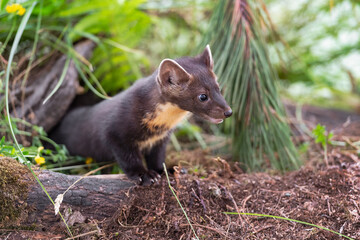 American Pine Marten (Martes americana) Kit Pops Out From Under Log Summer