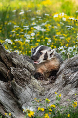 North American Badger (Taxidea taxus) Cub Looks Left Leaning Over Log Summer
