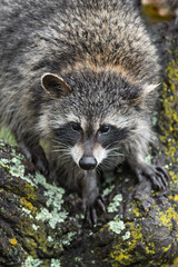 Naklejka premium Raccoon (Procyon lotor) Looks Down Tree Autumn