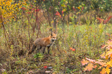 Wet Red Fox (Vulpes vulpes) Stands Looking Right in Brush Autumn - obrazy, fototapety, plakaty