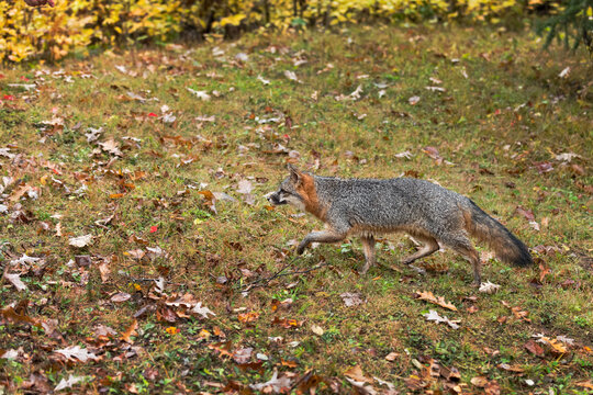 Grey Fox (Urocyon Cinereoargenteus) Trots Left Autumn