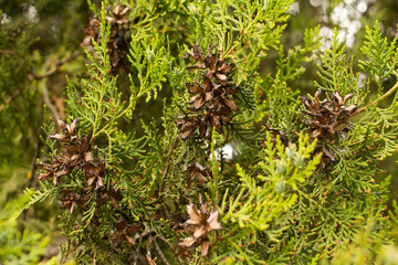 branch of green thuja with cones