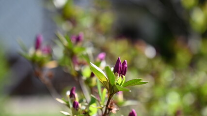 FLOWER,TREE,PLANTS,ANIMALS, LANDSCAPE
