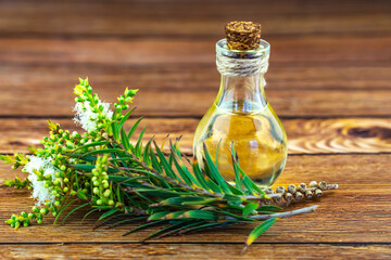 Fresh tea tree branch and essential oil on a wooden table. Tea tree oil (Melaleuca alternifolia)