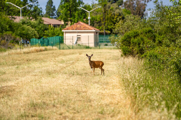 California Mule Deer (Odocoileus hemionus californicus) stands on a meadow next to the house.