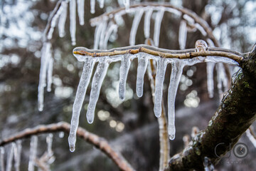 icicles on a branch