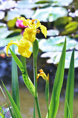 Sumpf-Schwertlilie (Iris pseudacorus) – auch Gelbe Schwertlilie © etfoto