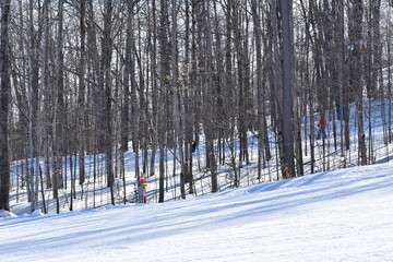 snow covered trees