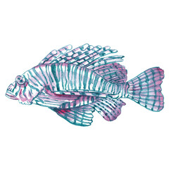 Watercolor zebra turkey fish illustration isolated on white. Hand painted fish clipart. Ocean animals, sea life creauters, marine, nautical decor in pink, blue and emeral green colors. 