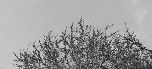 Blooming redbud tree branches background in black and white.