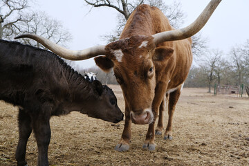 Funny Texas longhorn cow with black calf on farm close up from field of pasture.
