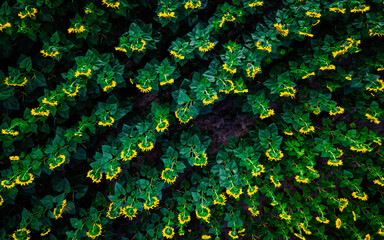 Panoramic top view of beautiful summer field of ripe sunflowers at sunset