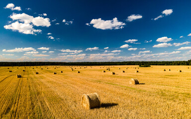 Fototapeta na wymiar Sheaves of wheat on a picturesque field under a blue sky during the harvest