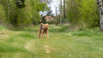Portrait of beautiful Airdale Terrier purebred dog with an abundant curly coat , on a grassy path