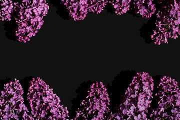Contrast black background with purple lilac. Floral backdrop. Top view. Perfect for presentations,...