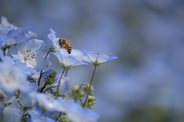 ネモフィラの花畑と花粉団子をもったミツバチ