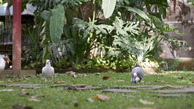 The front view of the Batu Pigeon face is face to face. The rock pigeons thronged the square, subsisting on leftover food and rations from the owners.