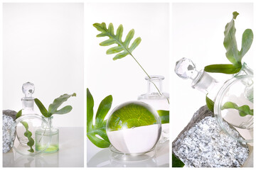Natural Green laboratory. Abstract floral arrangement. Grey granite podium, space for your product....