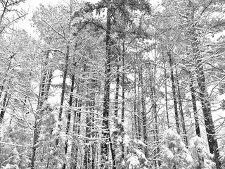 Black and White Snowy Forest Scene