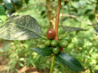 Green coffee beans in plantations in the Magelang area which later will turn blackish red which indicates when they are ripe