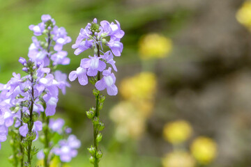 マツバウンランの花