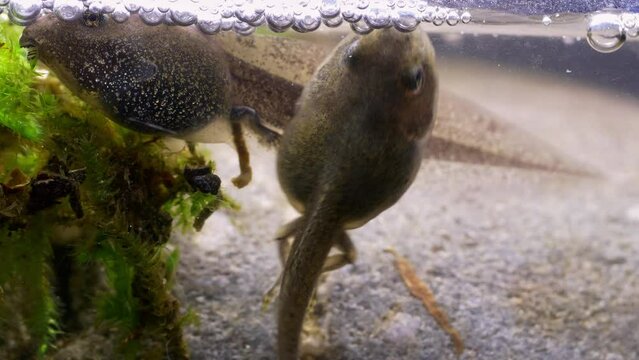 Tadpoles undergoing metamorphosis into frogs with developed back legs. They are swimming and jostling each other beneath the water surface.
